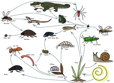 Science Class 6ep Fresh Water Ecosystem