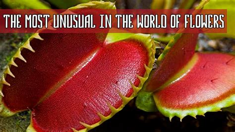 Top 10 Most Unusual Flowers And Plants In The World Youtube