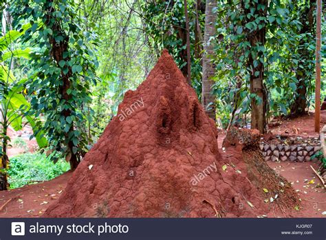 Giant Termite Mound Stock Photo Alamy