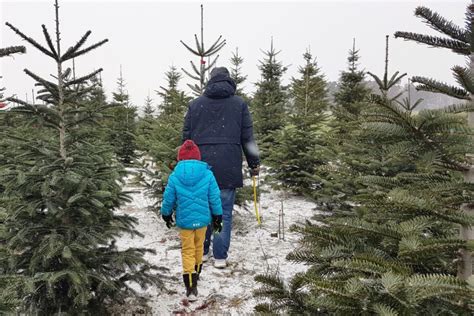 Dezember aufgestellt und geschmückt, so strahlt er zur bescherung an hl. Unsere neue Familientradition - Wir schlagen unseren ...