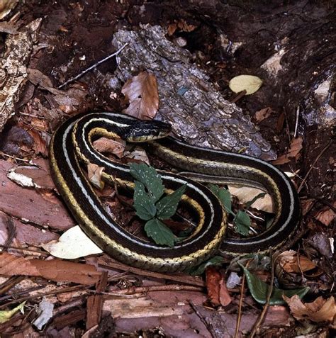 Snakes Of Ohio Identifying All 25 Species Slideshow