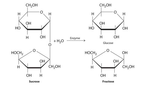 Monosaccharaides The Monomers Of Carbohydrates Biochemistry