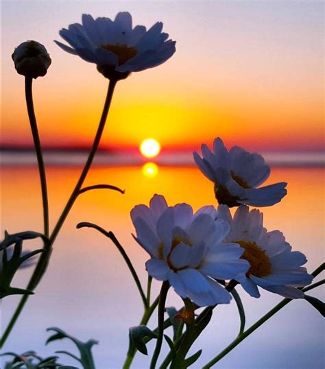 Pin By Yris Cervantes On Sunrise And Sunset Beautiful Flowers