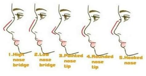 Nose Types Nose Nose Shapes