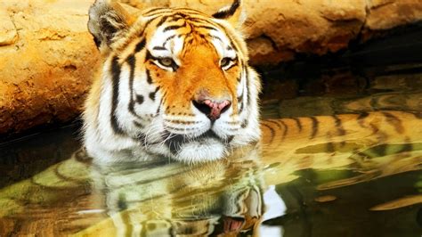 Cute Young Tiger 1920 X 1080 Hdtv 1080p Wallpaper