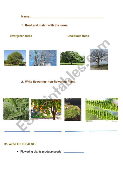 Plants And Trees Esl Worksheet By Cipriana