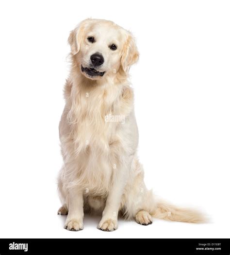 Golden Retriever Sitting Hi Res Stock Photography And Images Alamy