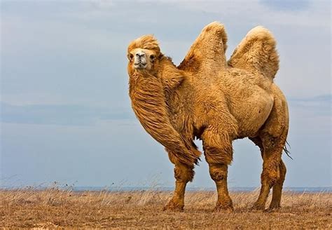 Bactrian Camel From The Rostov Steppe Russia Wild Animal Treasures