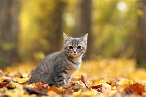 Recognizing Cat Poisoning Signs Citrus County Vets