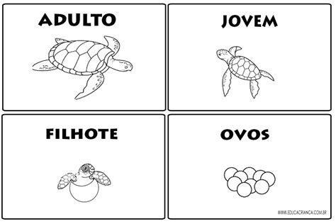tartaruga Educa Criança