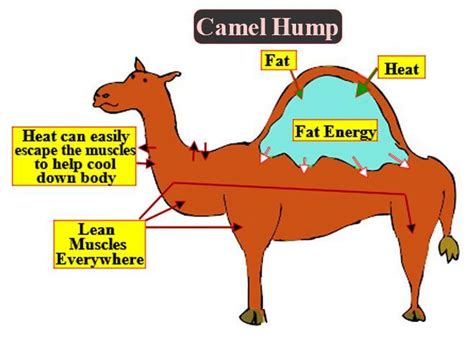 Camel Hump Stores Water Or Fat Camel Humps Actually Contain Large Fat Deposits That Can Serve