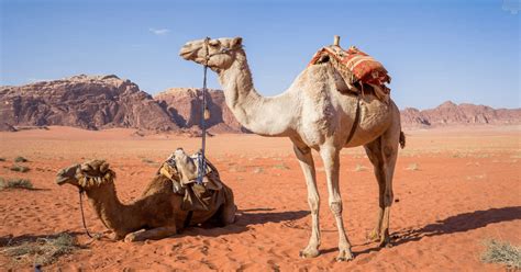 60 fun and interesting camel facts funsided