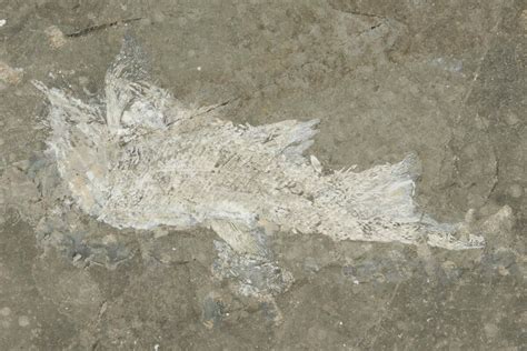19 Permian Fossil Fish Elonichthys Germany 218182 For Sale