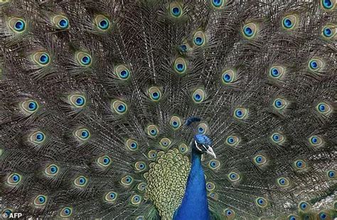Indian Judge Mocked After Claiming Peacocks Don T Have Sex Daily Mail Online