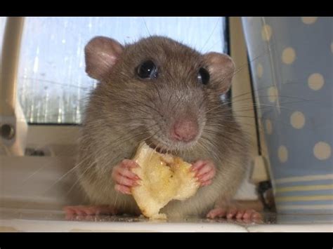 In this article, we provide you a complete guide on many people have queried what do rats eat? HOT Video カワイイネズミ, What do rats eat? | Aksi Seekor Tikus ...