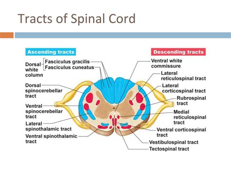 Solution Surgery Spinal Cord Spinal Cervical Whiplash Injuries Studypool