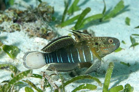 Bullet Goby The Free Freshwater And Saltwater Aquarium Encyclopedia