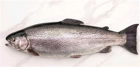 Himalayan Rainbow Trout At Rs 900kg Trout In Bengaluru Id 27012380888