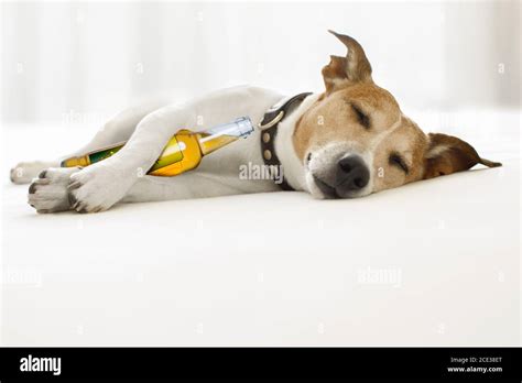 Drunk Hangover Dog Stock Photo Alamy