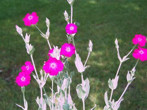 What Is This Garden Plant Lychnia Or Silene Coronaria Rose Campion