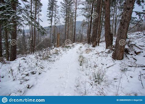 Road In Mountains Covered With Snow Among Spruces Stock Image Image