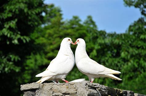 Love Birds Stock Photos Pictures And Royalty Free Images Istock