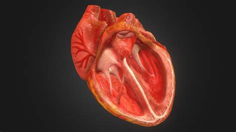 3d Animated Realistic Human Heart V20 Buy Royalty Free 3d Model By