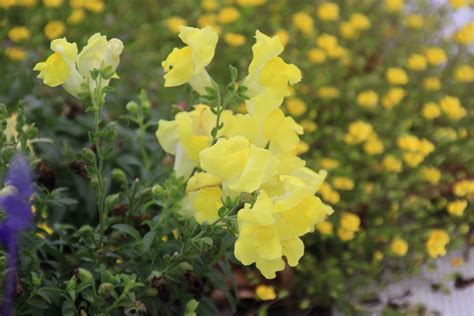 Montego Yellow Snapdragon I Have Used These For The Past Two Years And