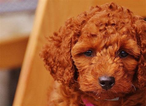 250 Poodle Names Cute Classy And More My Dogs Name