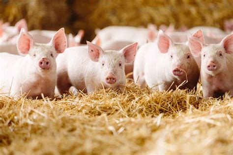 About Pig Farming Australian Pork