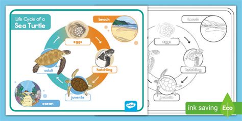 Life Cycle Of A Sea Turtle Word Mat Teacher Made