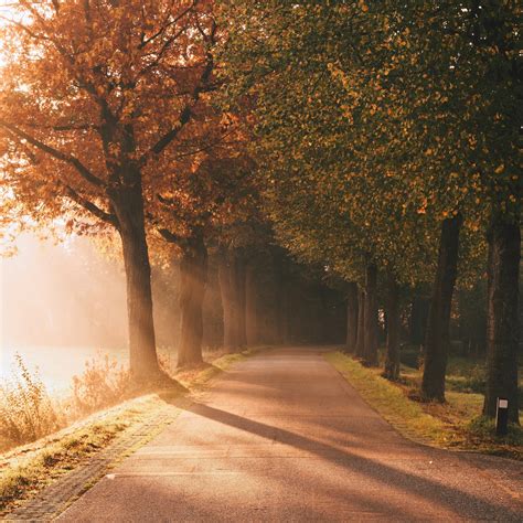 Autumn Wallpaper 4k Sunlight Sun Rays Foggy