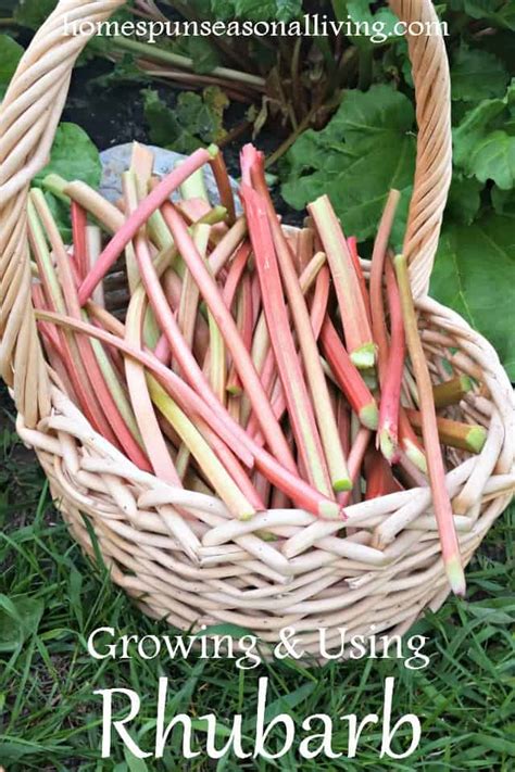 Growing And Using Rhubarb