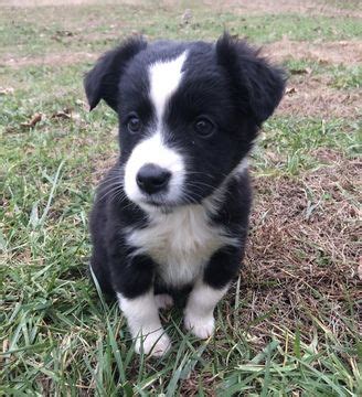 Don't miss out on the cute puppies we have on our site. Miniature Australian Shepherd puppy for sale in TRENTON ...