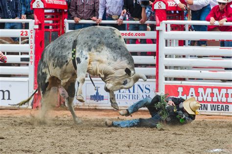Rodeo Events You Have To Watch At Calgary Stampede Daily Hive Calgary