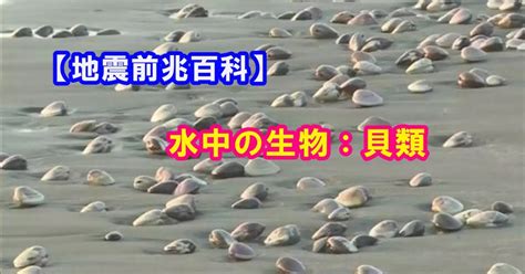 Manage your video collection and share your thoughts. 【note】【地震前兆百科】水中の生物：貝類（ハマグリ、アワビ ...
