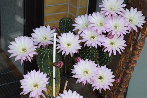 The insignificant looking cactus produces huge flowers 15 cm in diameter that open once a year during the night only and fade at dusk. 10 Tips for Growing a Queen of the Night Cactus - Garden ...