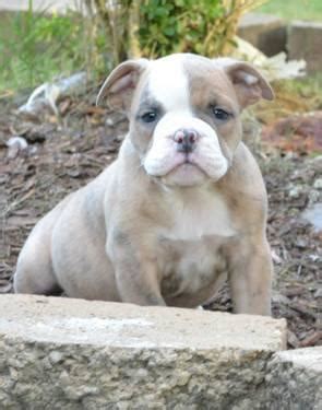 Quickly find the best offers for old english bulldogs for sale on newsnow classifieds. Reverse Blue Brindle Blue Ribbon Olde English Bulldog pup ...