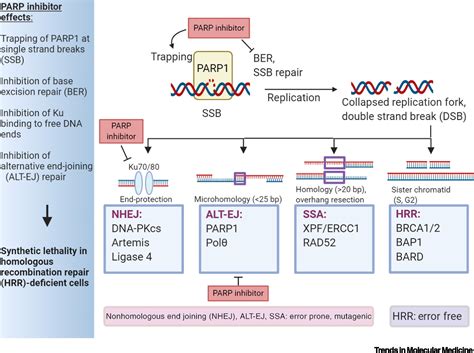 Dna Damage Repair Deficiency And Synthetic Lethality For Cancer Treatment Trends In Molecular
