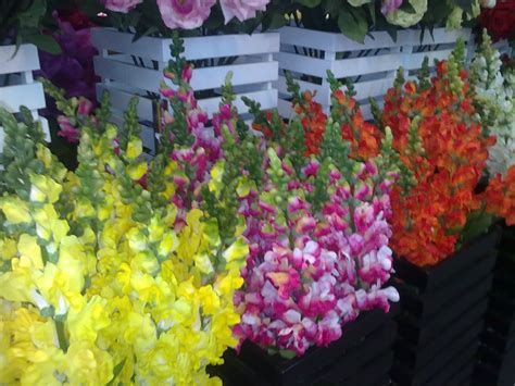 Selasa, 21 juli 2020 00:41 reporter : Nani Florist: HIMPUNAN BUNGA-BUNGA ORKID WARNA WARNI
