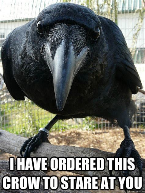 I Have Ordered This Crow To Stare At You Crow Quickmeme