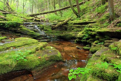 Free Picture Nature Forest River Wood Water Moss Landscape