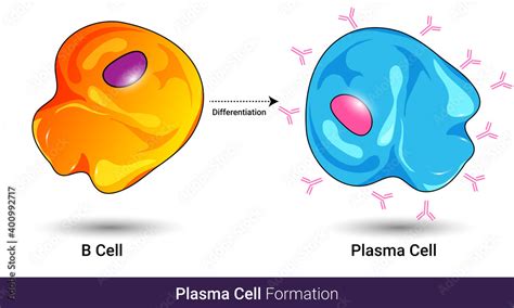 Differentiation Of B Cell Into Antibody Producing Plasma Cell Which