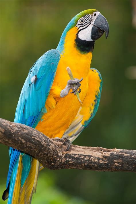 Fabulous Information About The Military Macaw