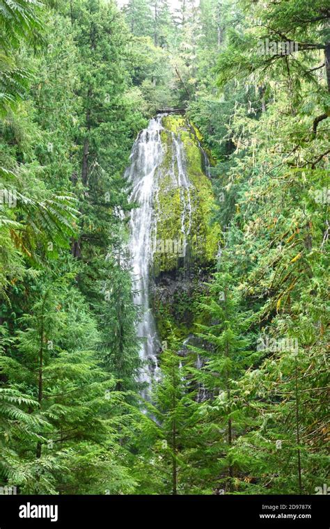 Proxy Falls Willamette National Forest Oregon Usa Stock Photo Alamy