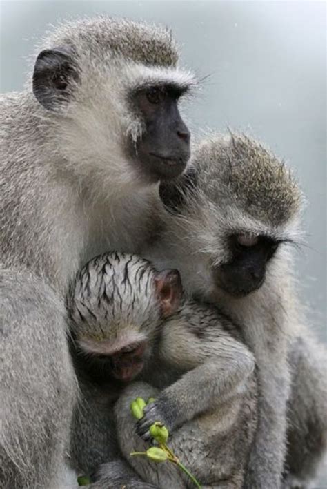 National Geographic Primates Mammals Animals And Pets Baby Animals