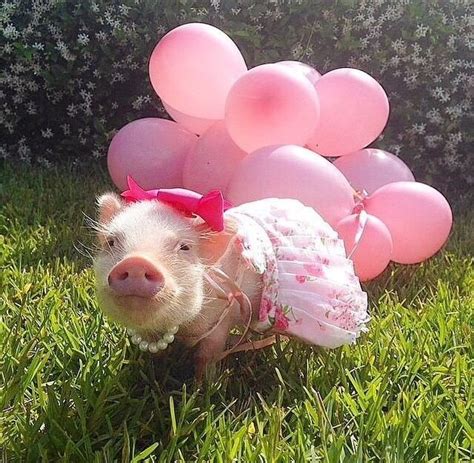 17 Teacup Pig Pictures That Will Make Your Heart Explode