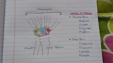 Learn Anatomy Of Carpal Bones With Easy To Remember Mnemonics Youtube