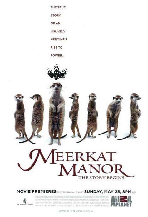 Meerkat Manor The Story Begins 2008 Filmaffinity