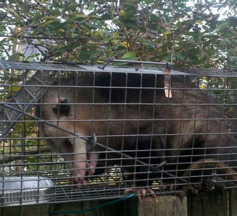 Opossum Control Trapping Removal And Exclusion Services